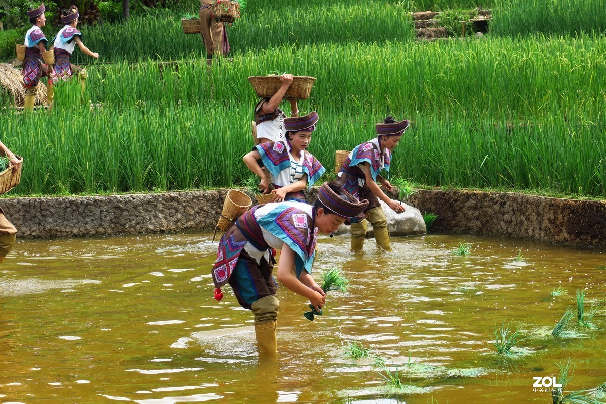 云南民族村里的歌舞表演——哈尼族田间歌舞之（插秧山歌）