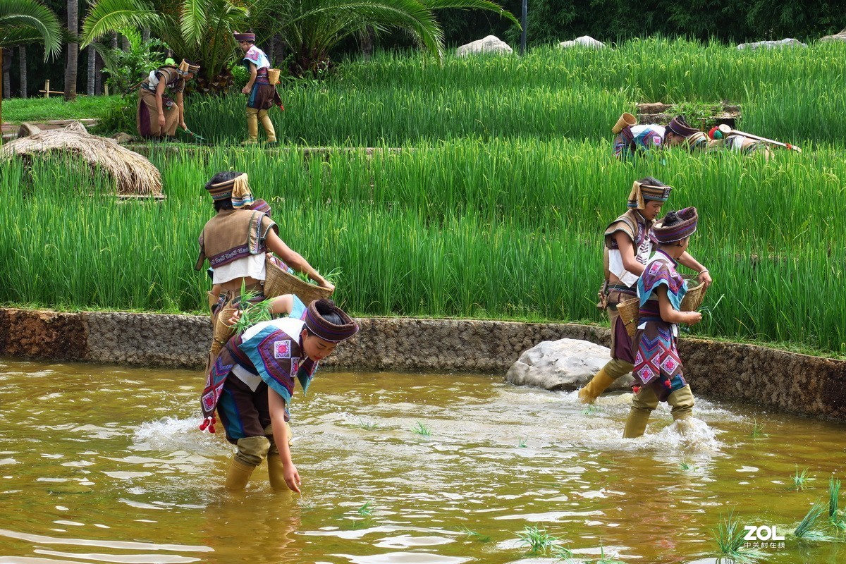 云南民族村里的歌舞表演——哈尼族田间歌舞之（插秧山歌）