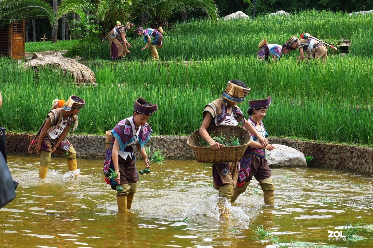 云南民族村里的歌舞表演——哈尼族田间歌舞之（插秧山歌）