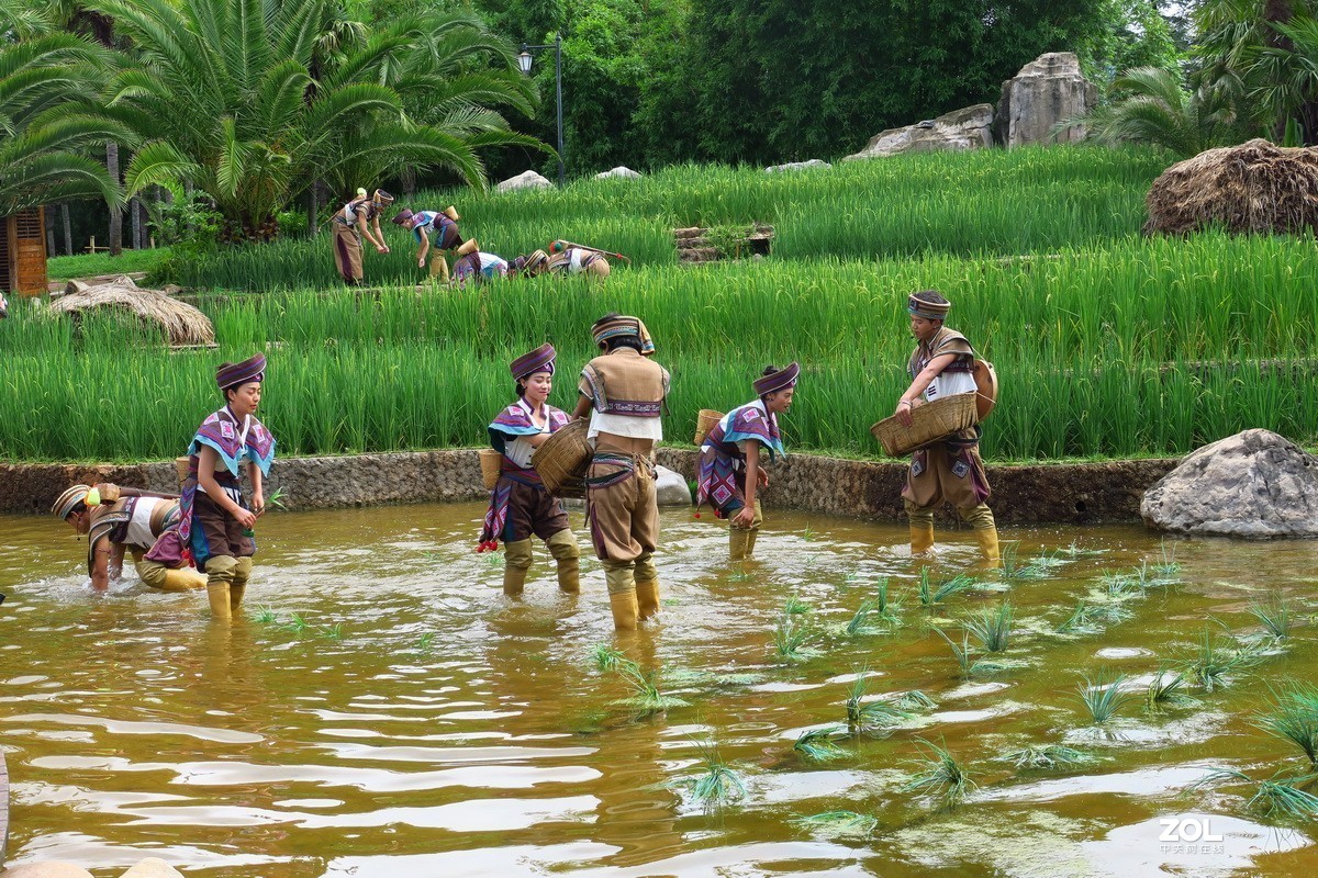 云南民族村里的歌舞表演——哈尼族田间歌舞之（插秧山歌）