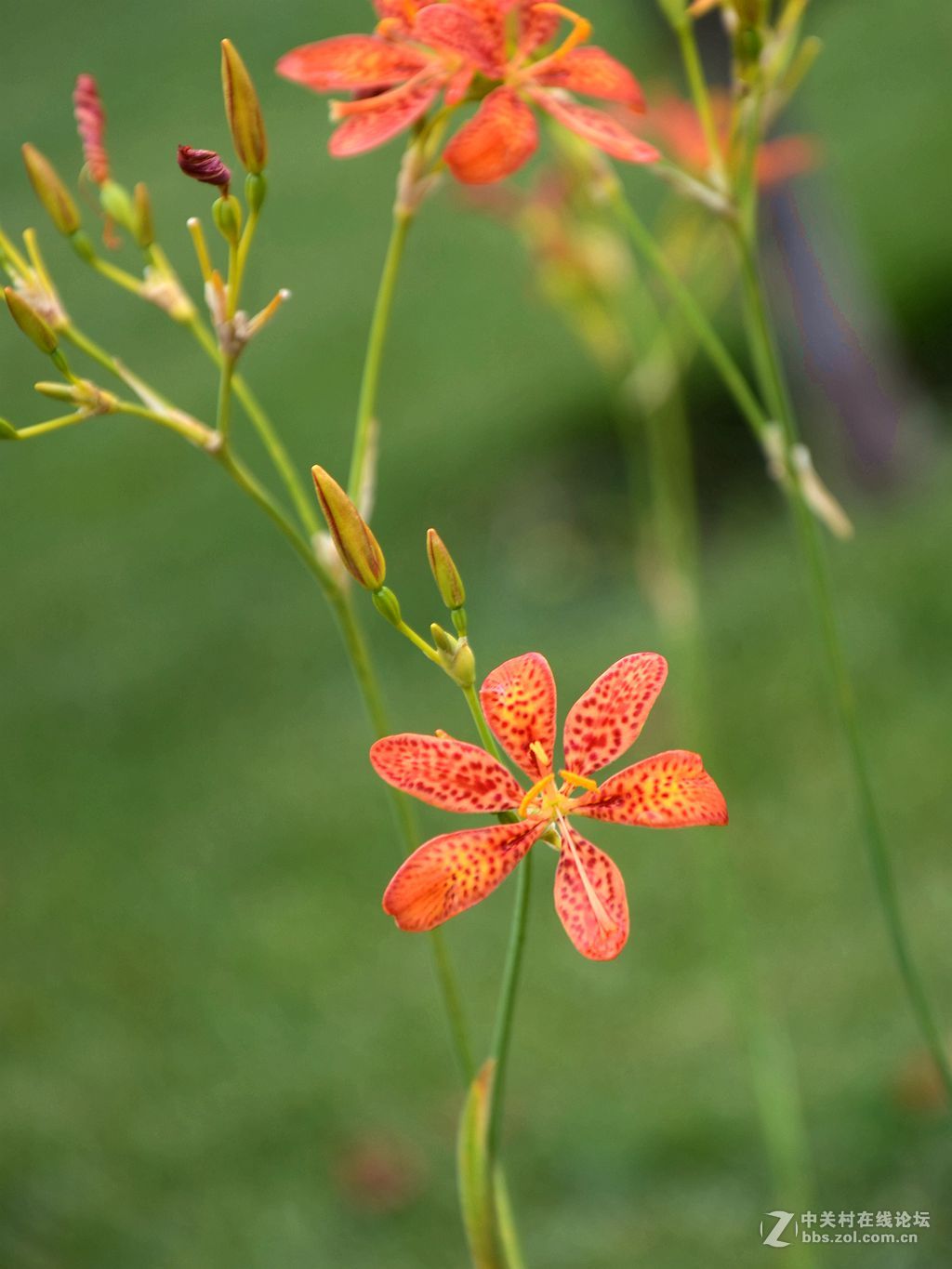 射干花