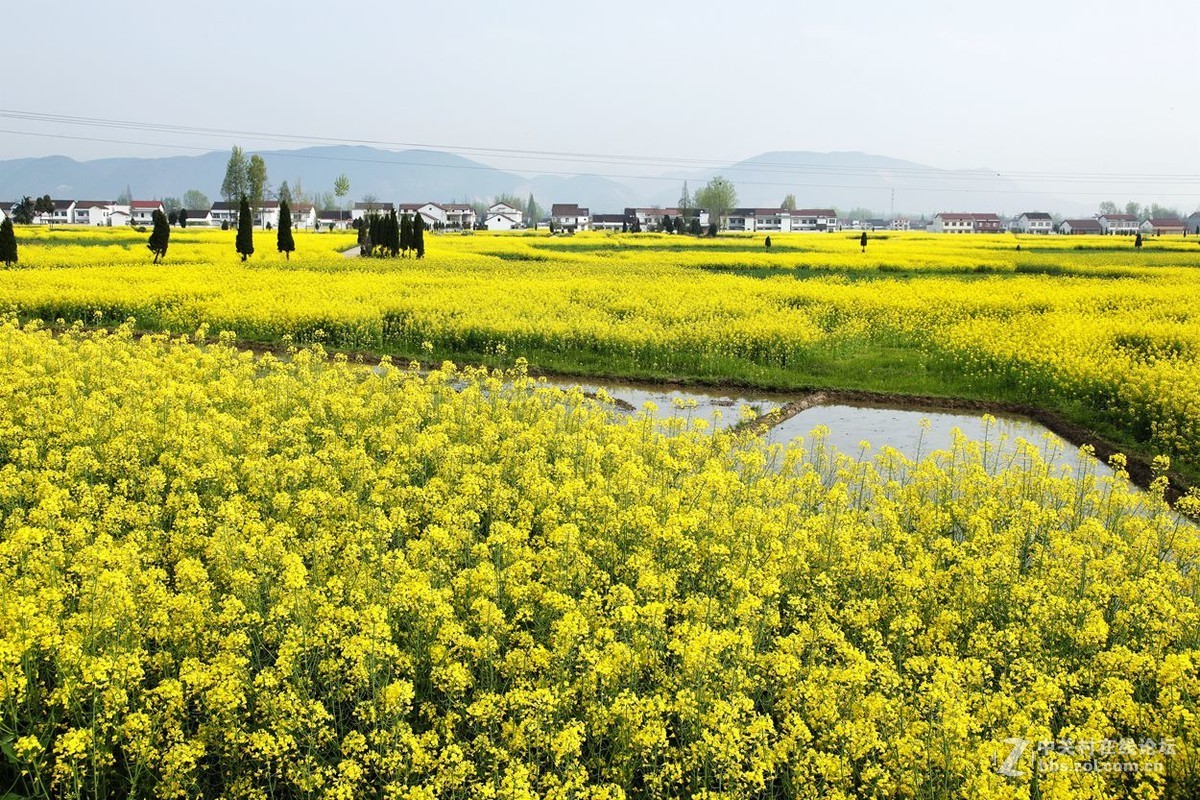 陕西 汉中乡间的油菜花 2-中关村在线摄影论坛