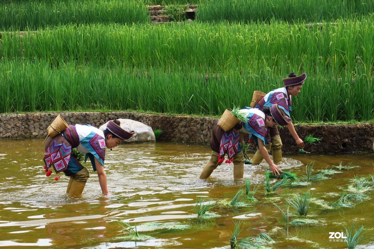 云南民族村里的歌舞表演——哈尼族田间歌舞之（插秧山歌）
