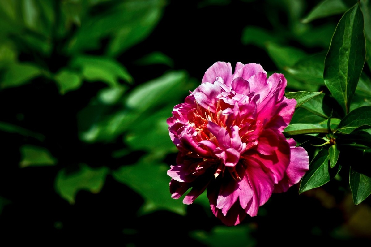 春花一组——芍药