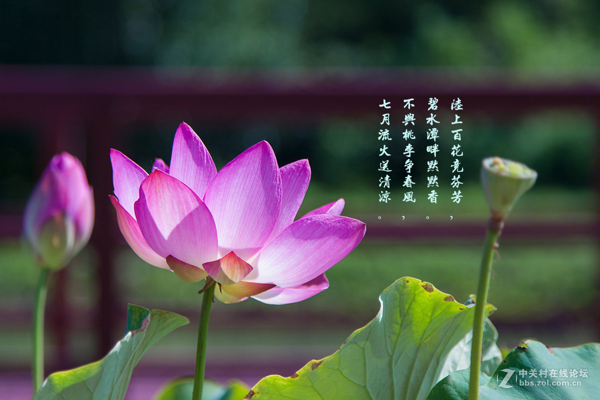 夏荷—2015