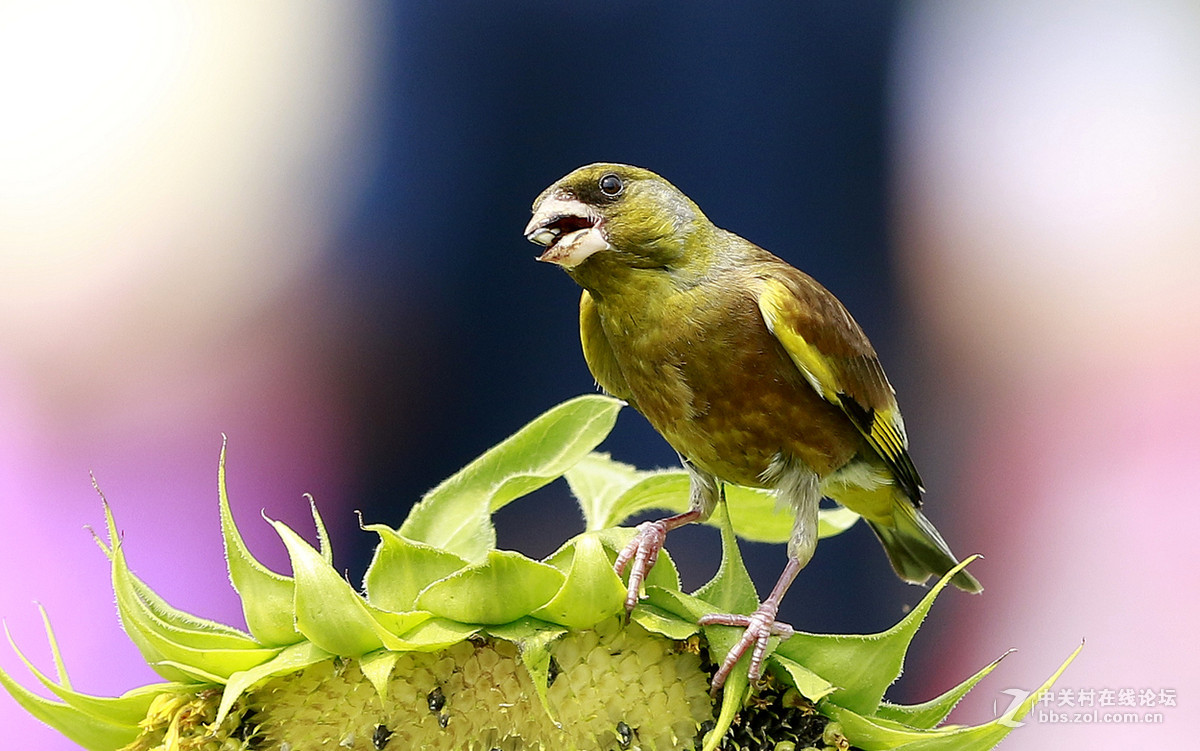 奥森金翅鸟（二）