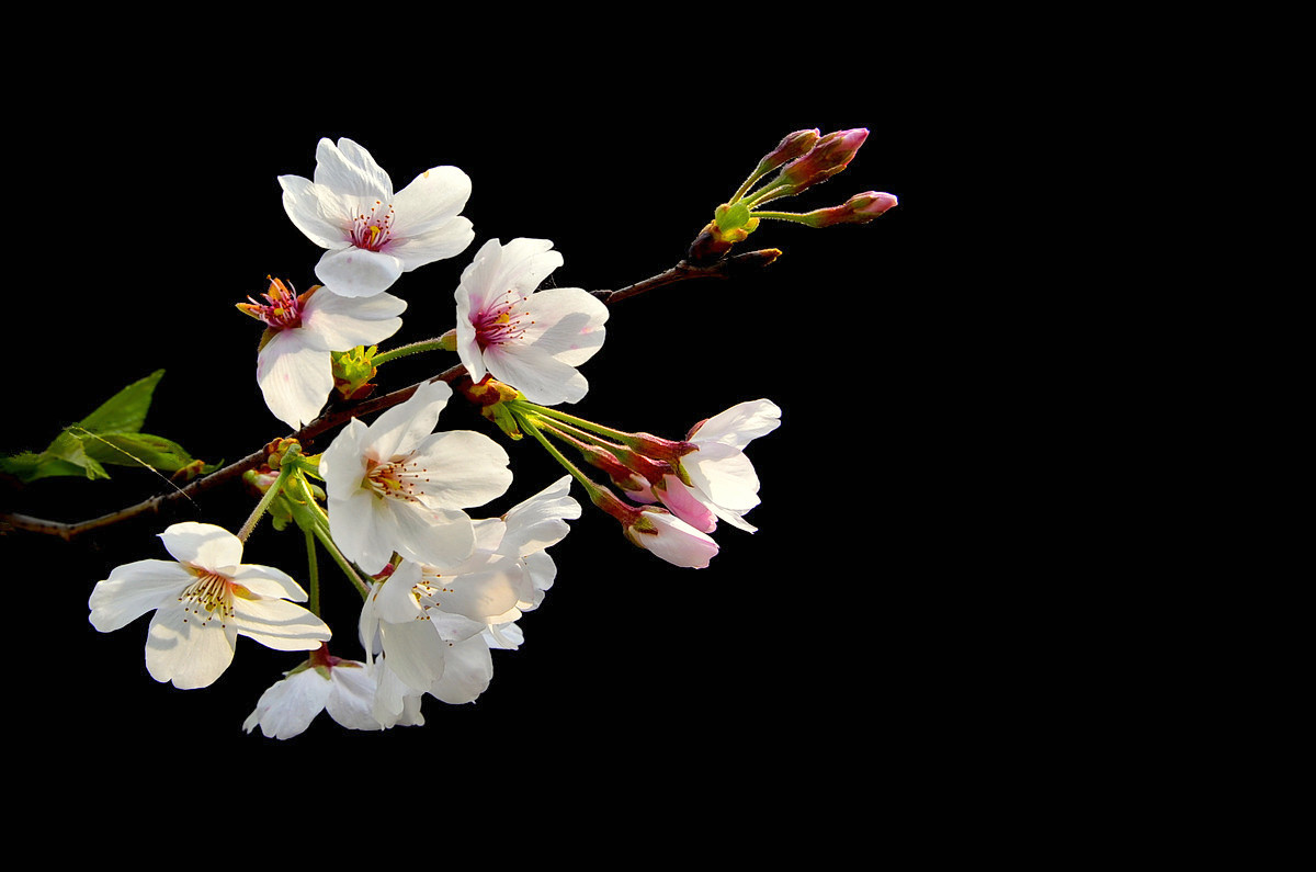 樱花
