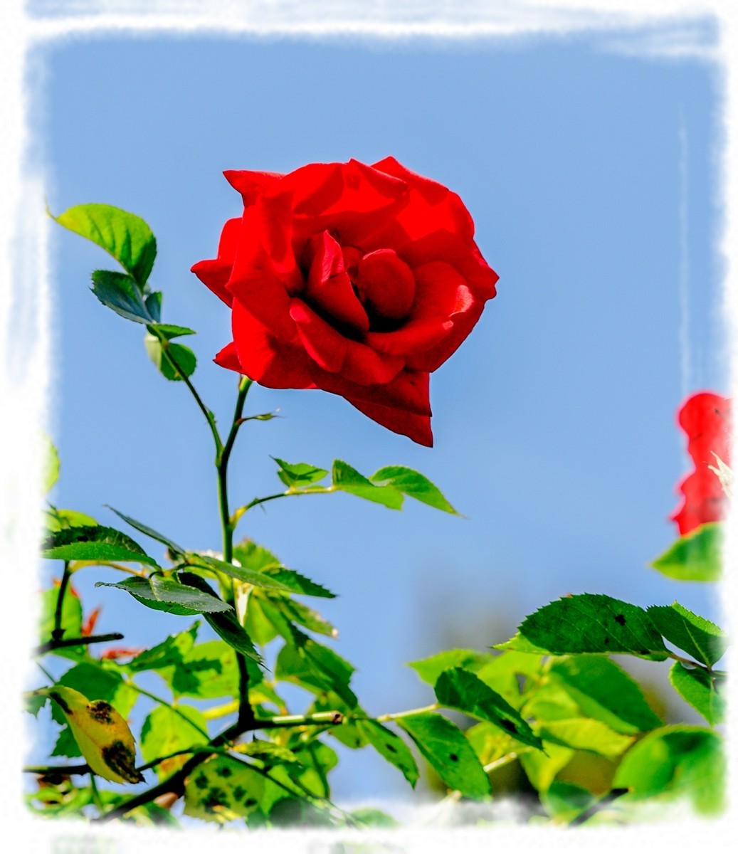 我家蔷薇年年开