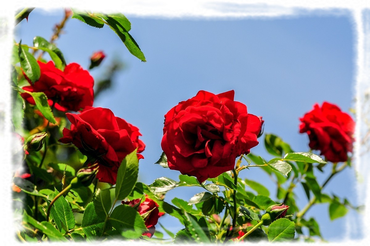 我家蔷薇年年开