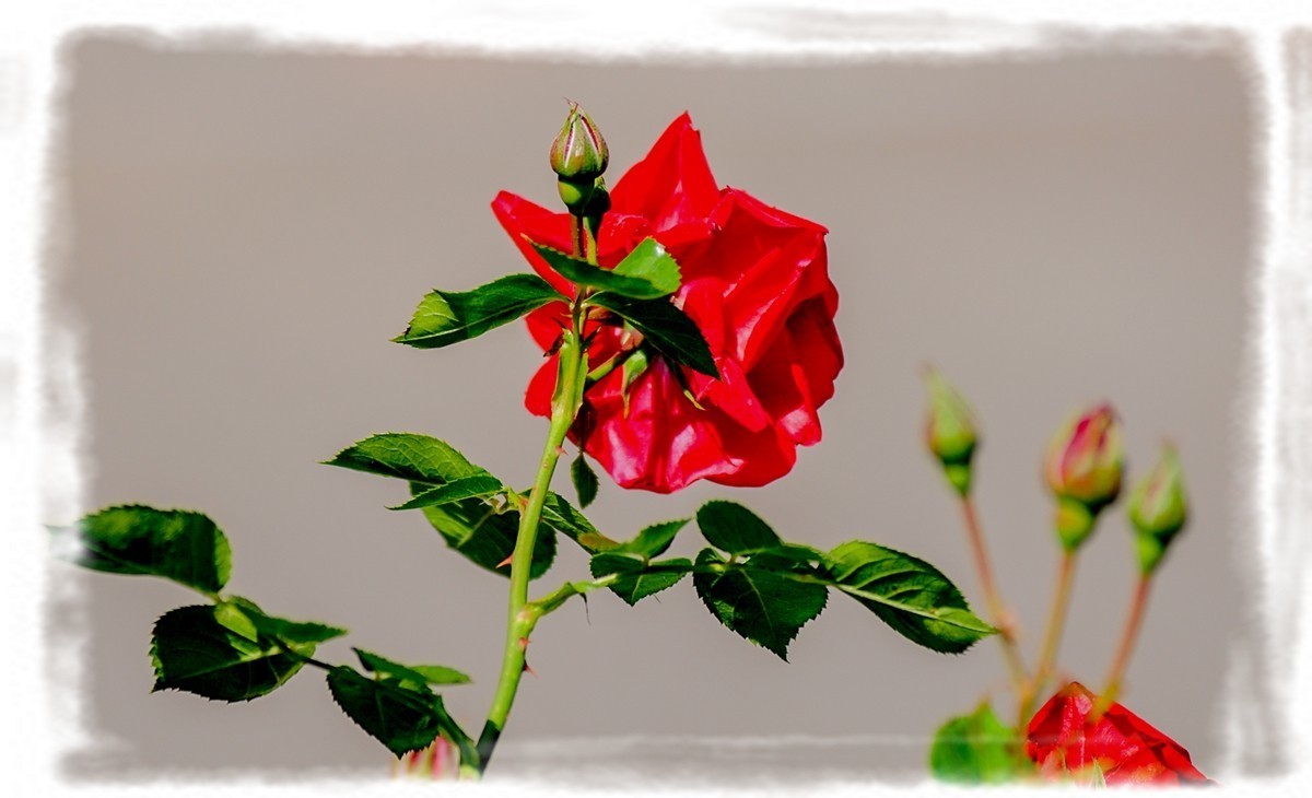 我家蔷薇年年开