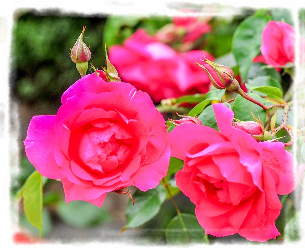 我家蔷薇年年开