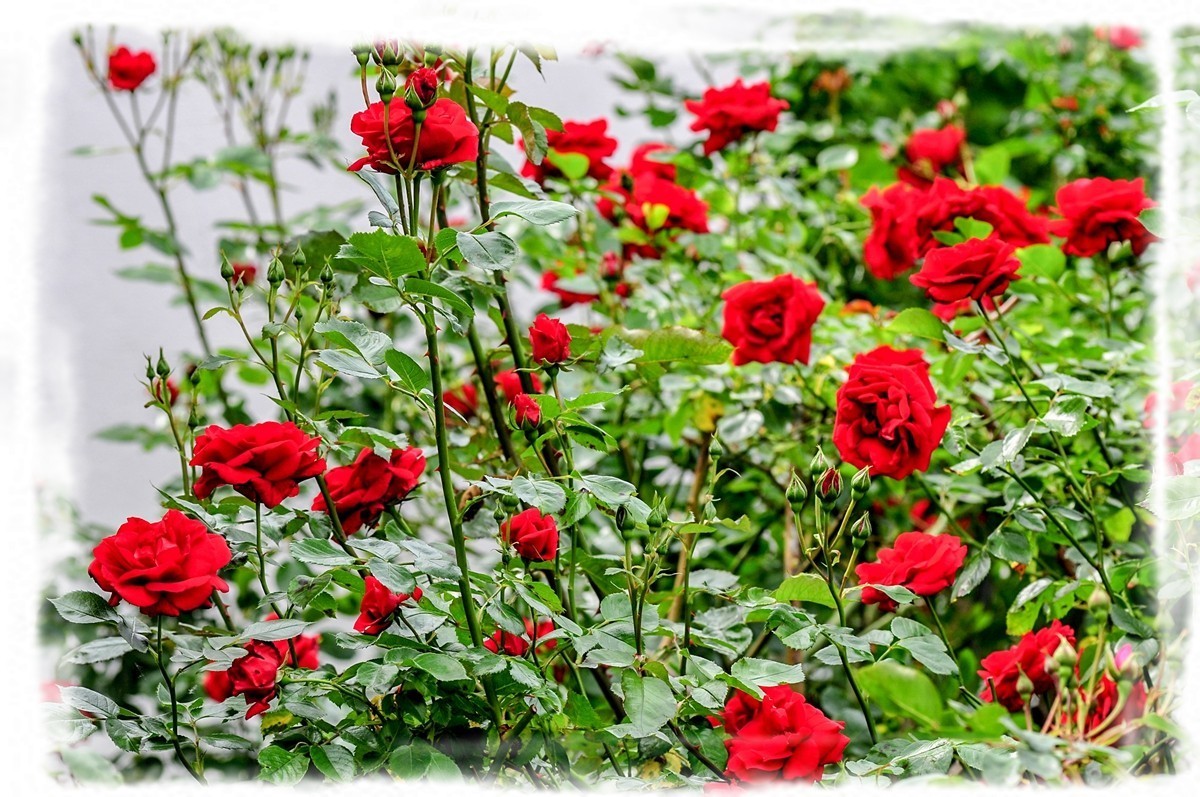 我家蔷薇年年开