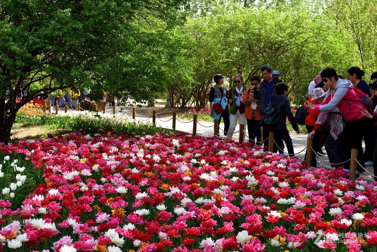 香山植物园桃花节图片