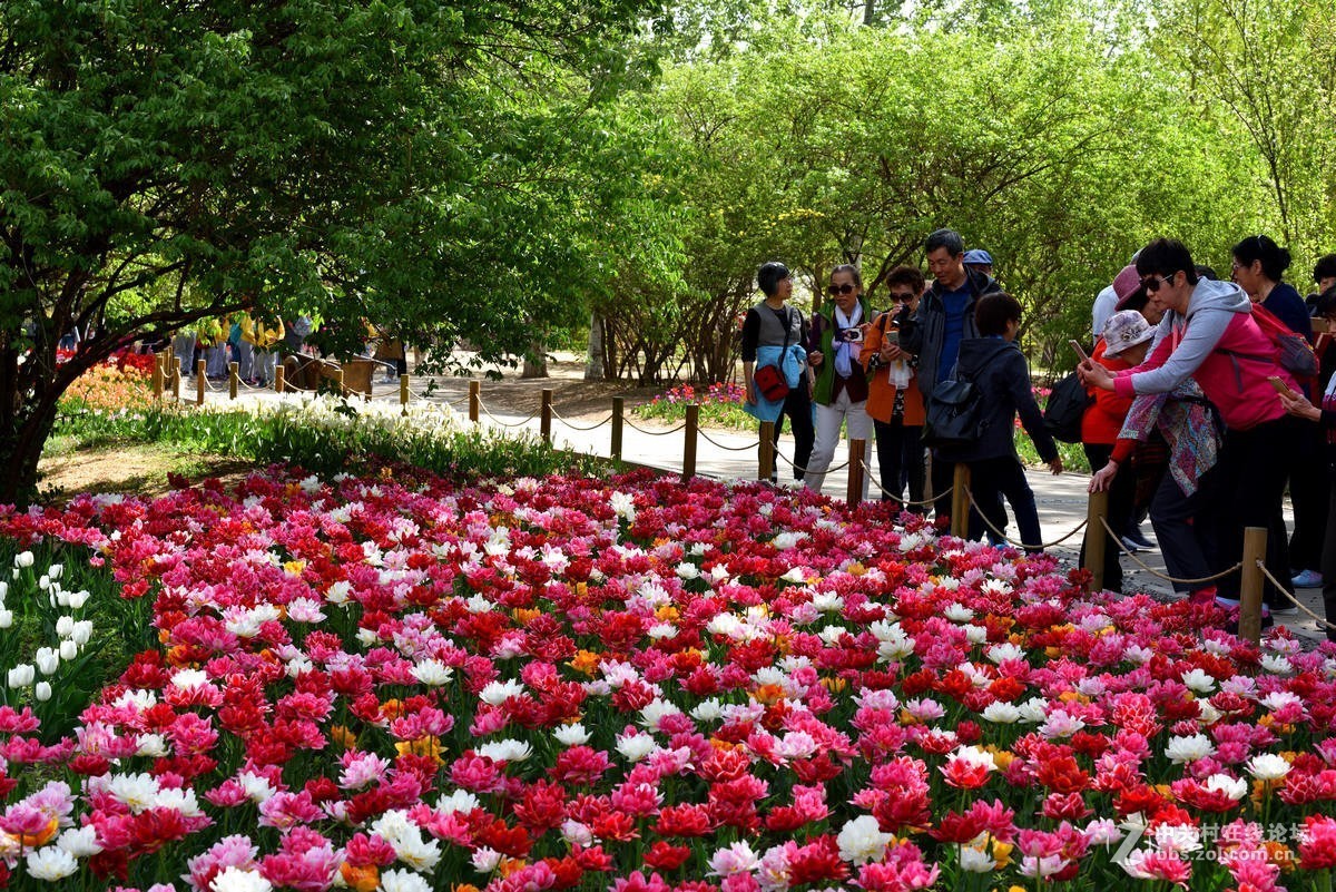 香山北京植物园第31届桃花节之一