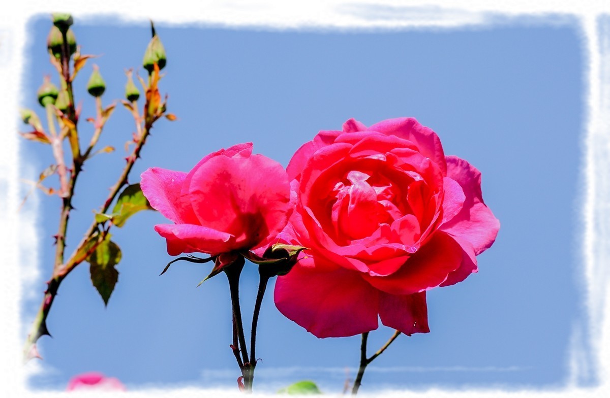 我家蔷薇年年开