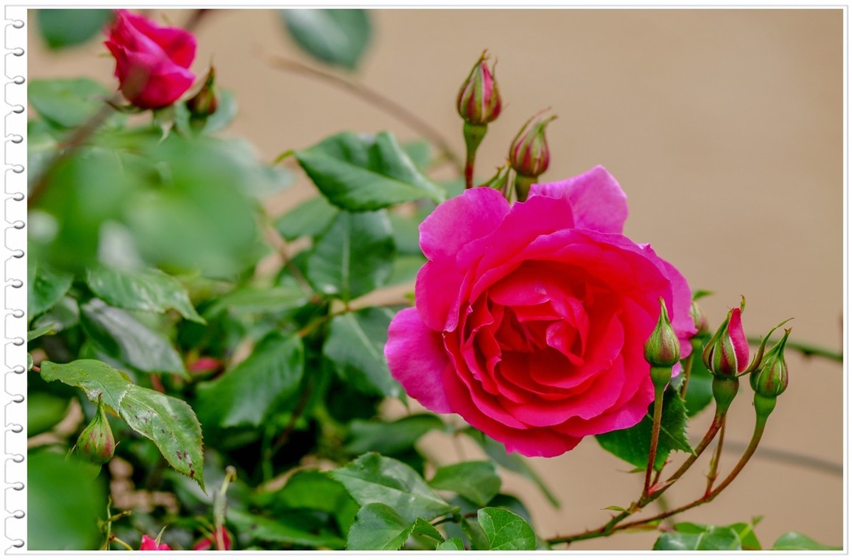 我家蔷薇年年开