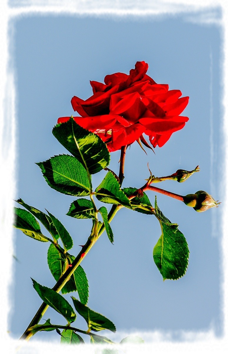 我家蔷薇年年开