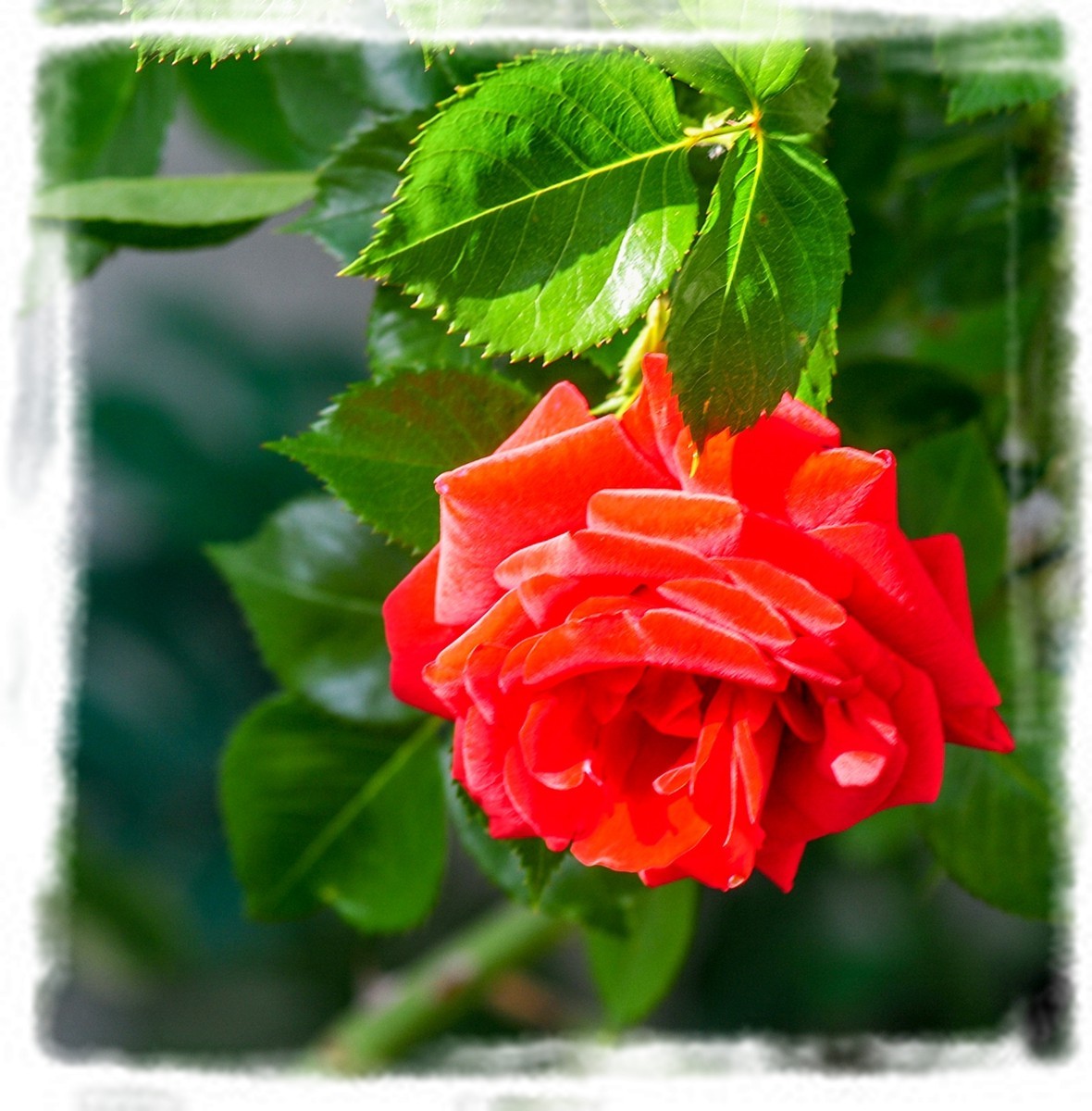 我家蔷薇年年开