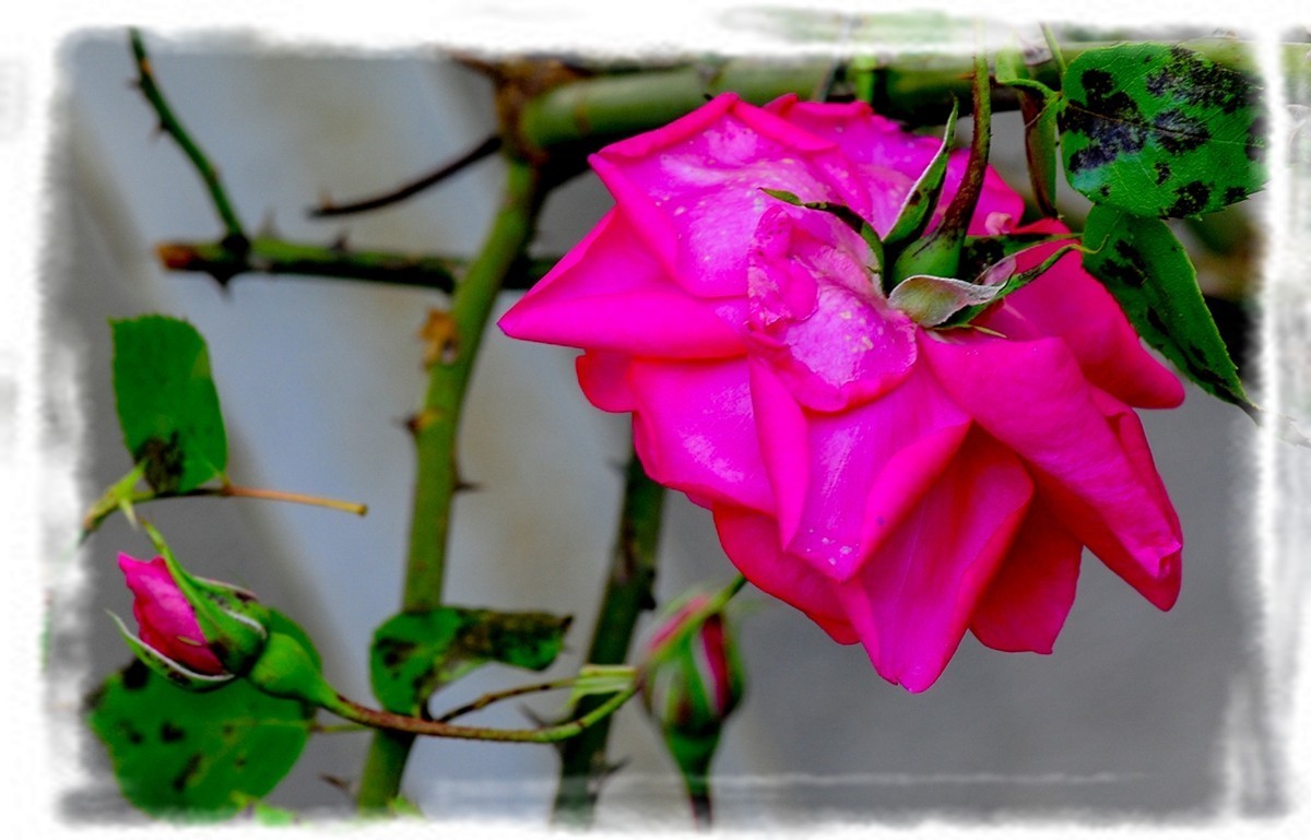 我家蔷薇年年开