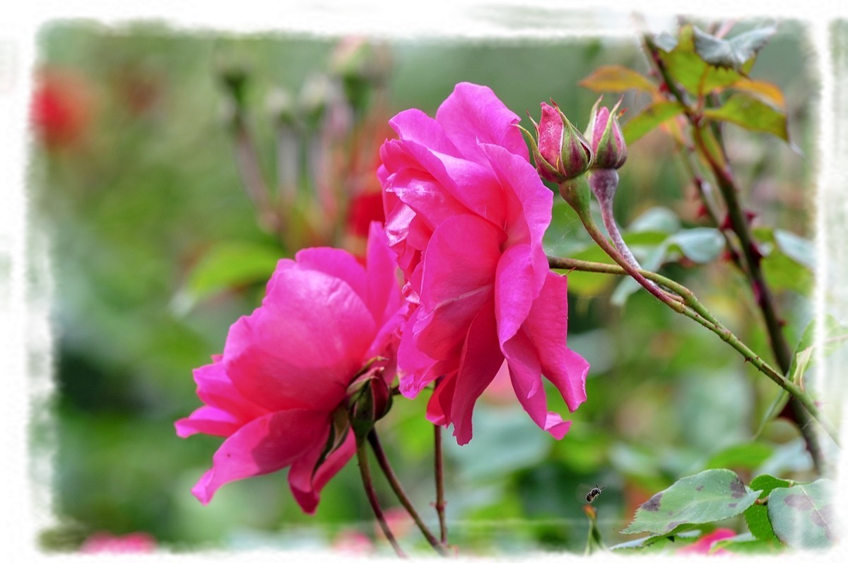 我家蔷薇年年开