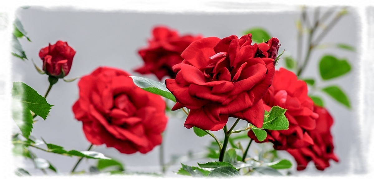 我家蔷薇年年开