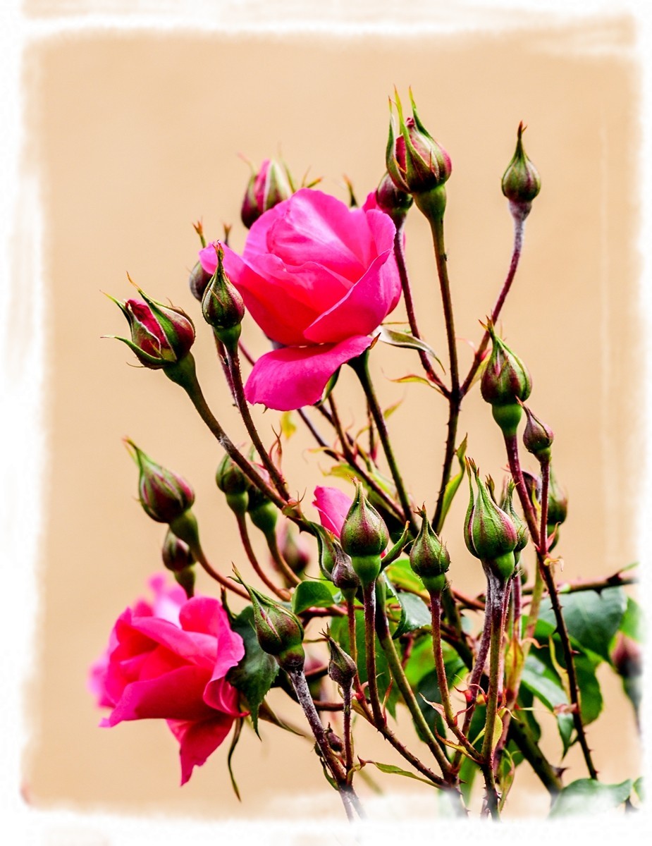 我家蔷薇年年开