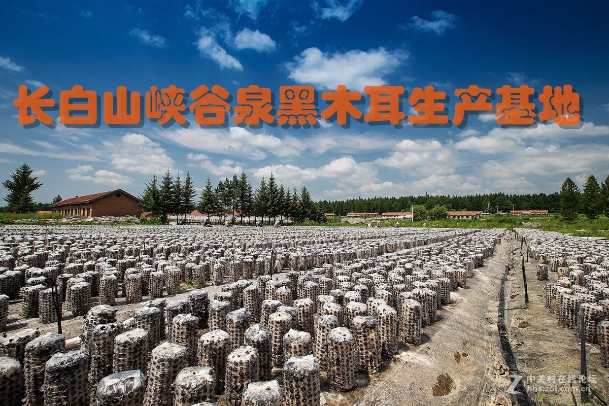 长白山峡谷泉木耳生产基地实拍