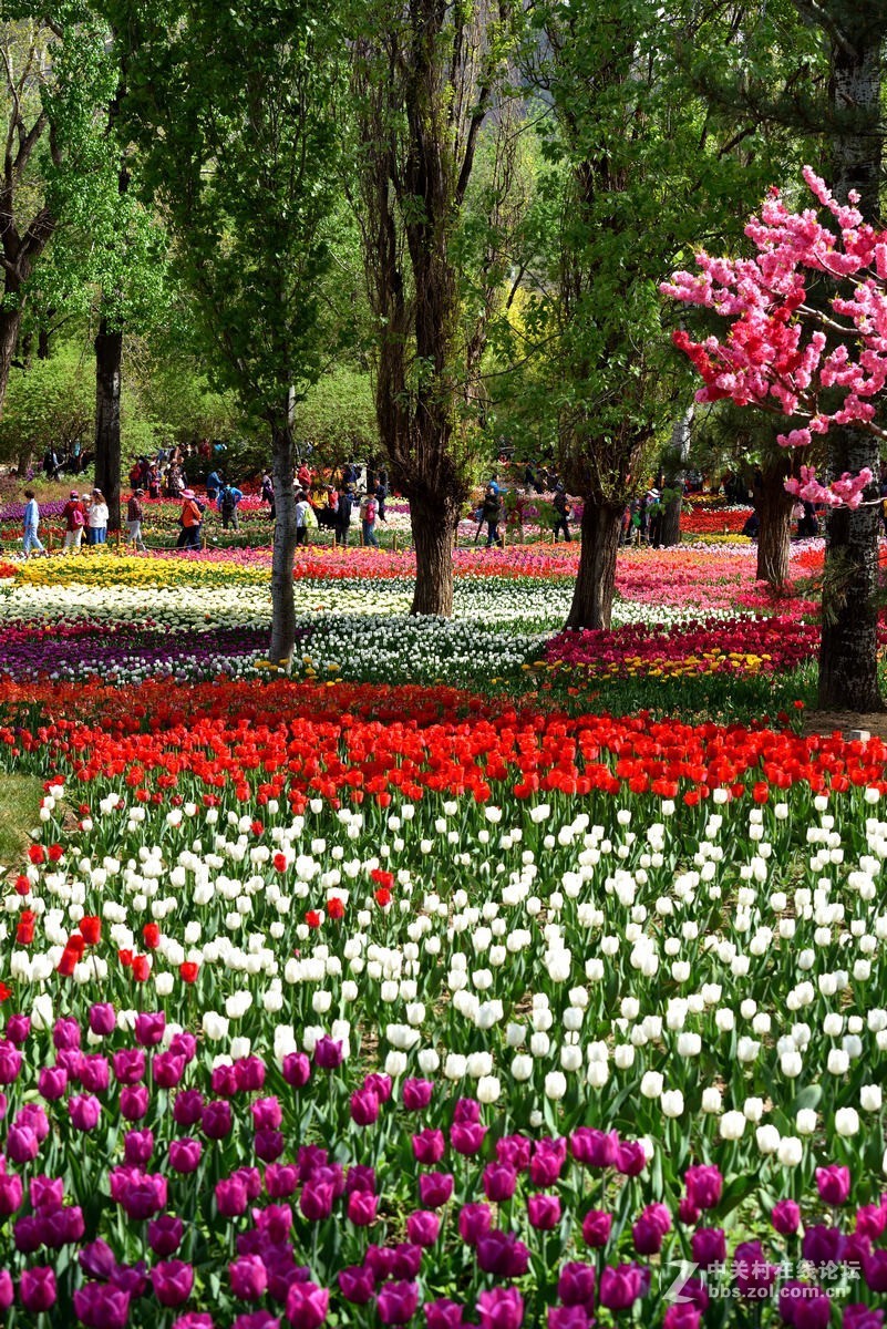 香山北京植物园第31届桃花节之一