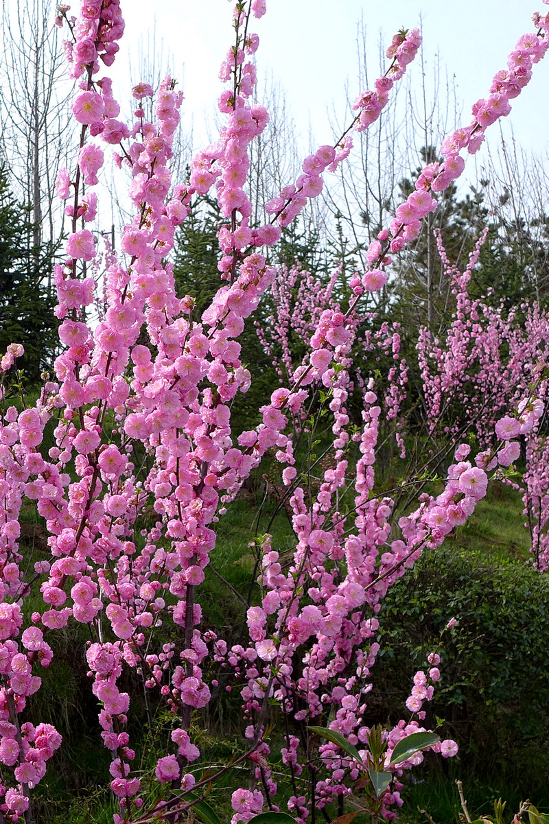 春花争艳5