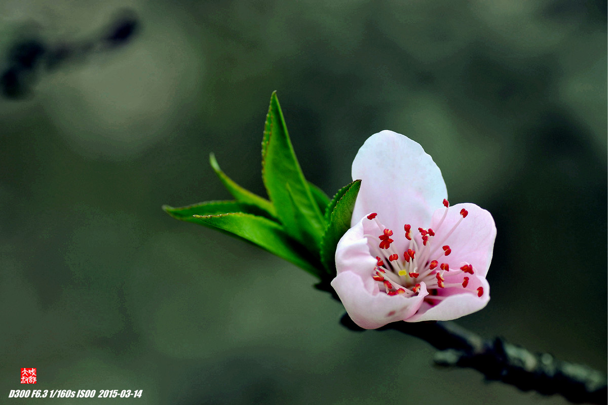 桃花（二）