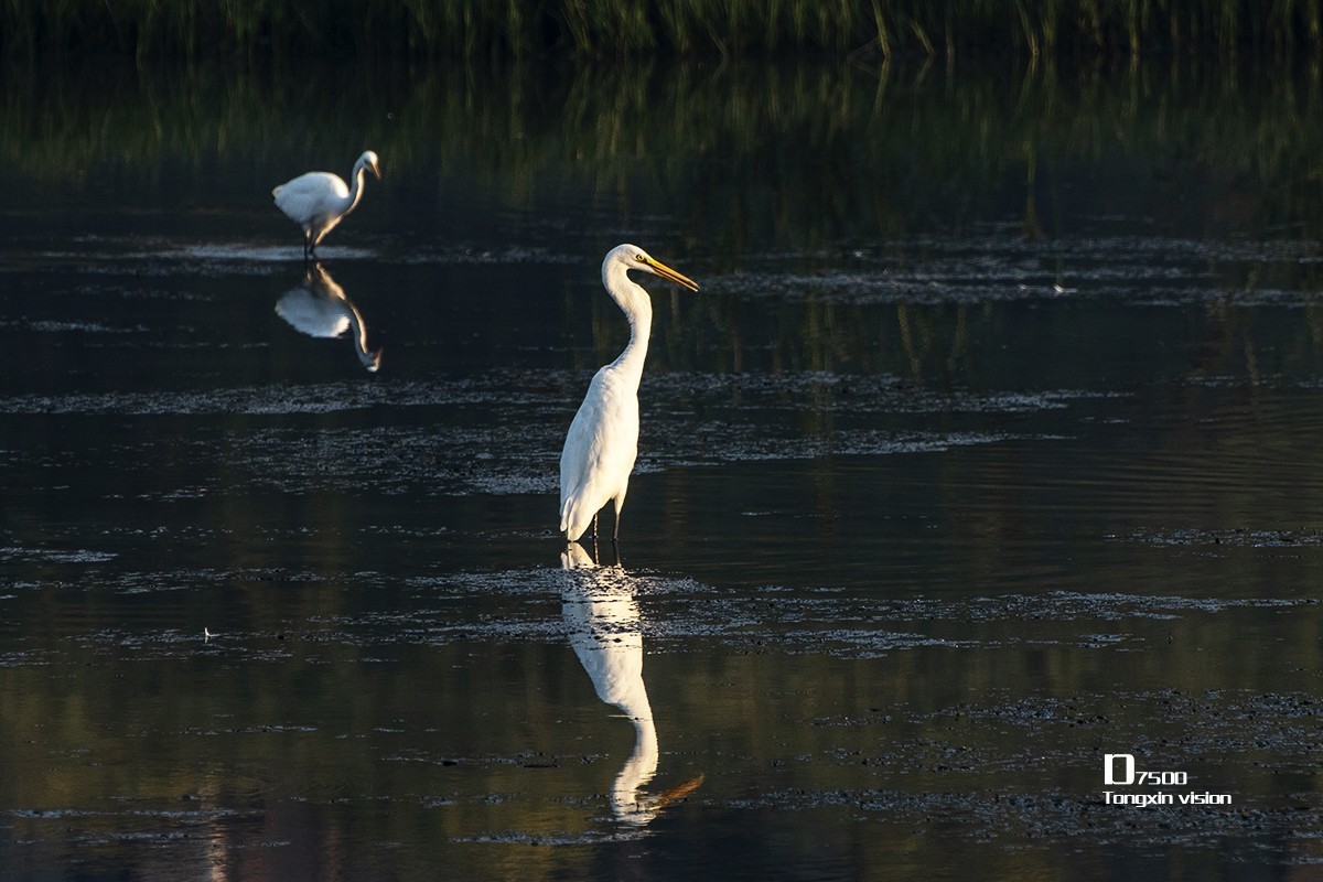 秋日白鹭（3）