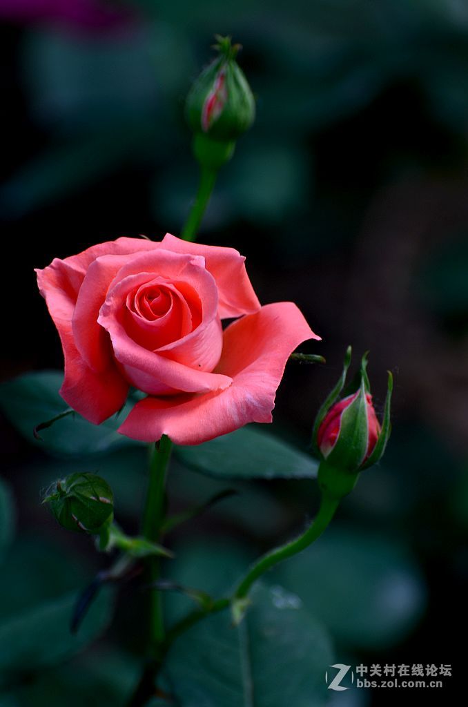 竖版月季花