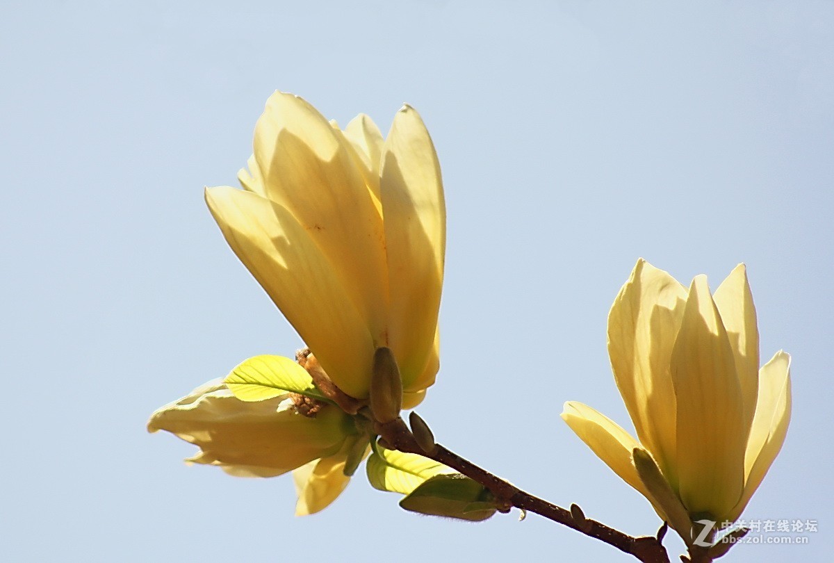 关东百花园1522019金玉兰