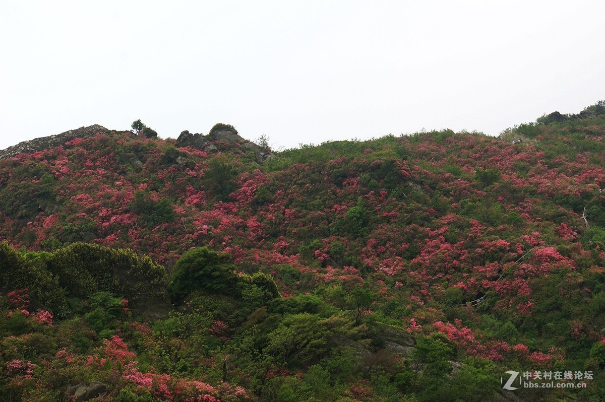武汉木兰山天池杜鹃