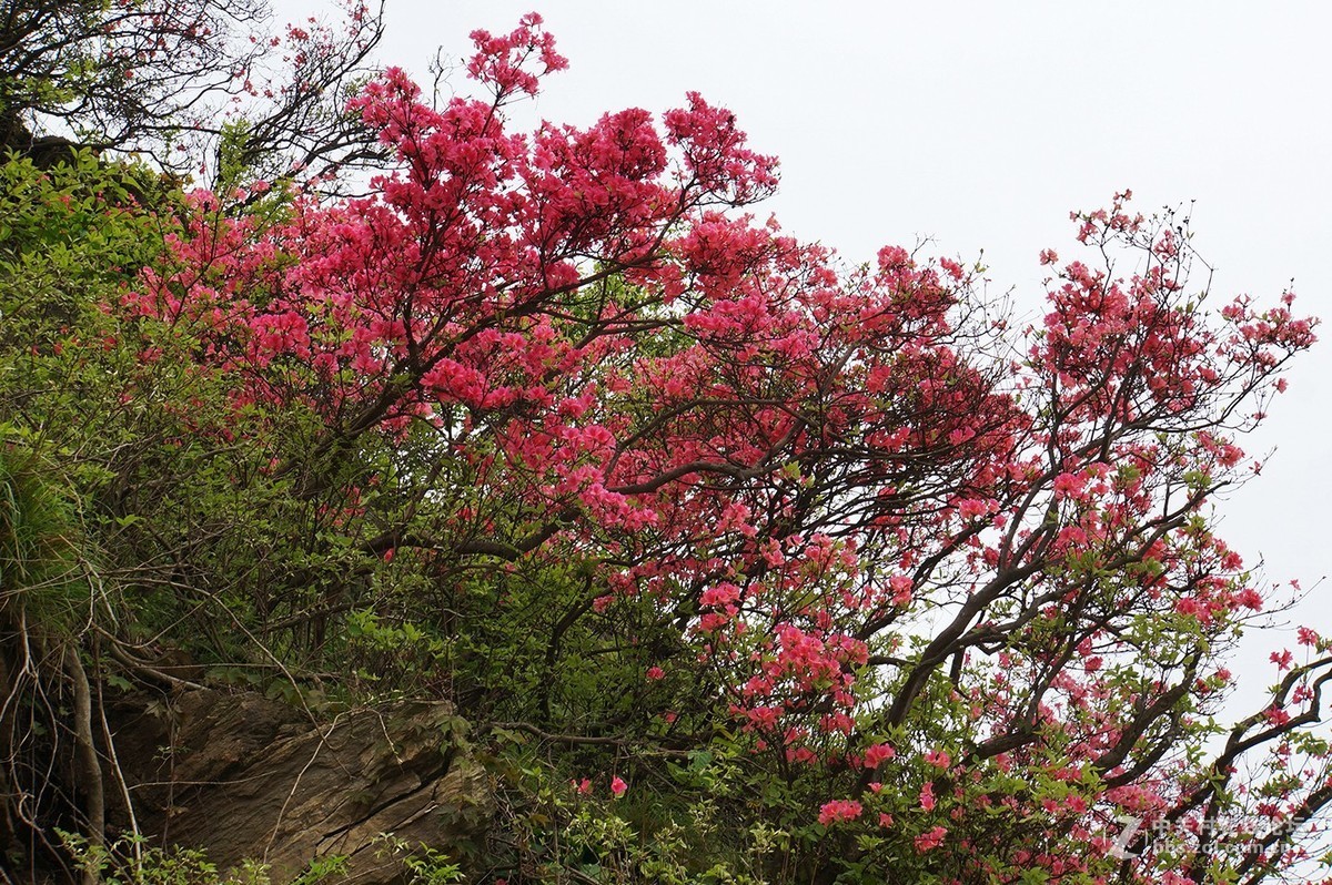 武汉木兰山天池杜鹃