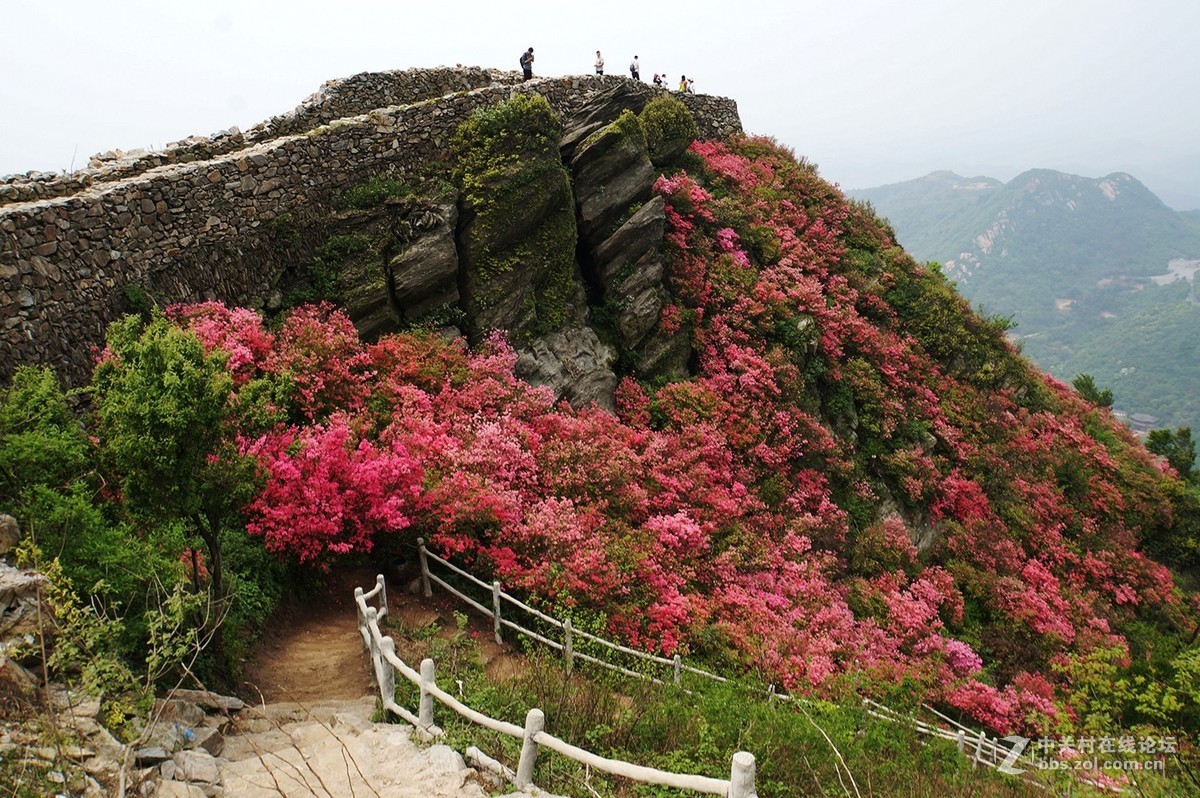 武汉木兰山天池杜鹃