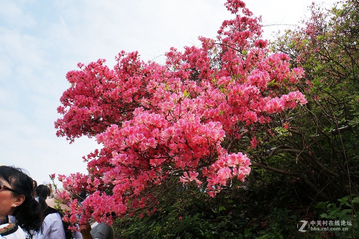 武汉木兰山天池杜鹃