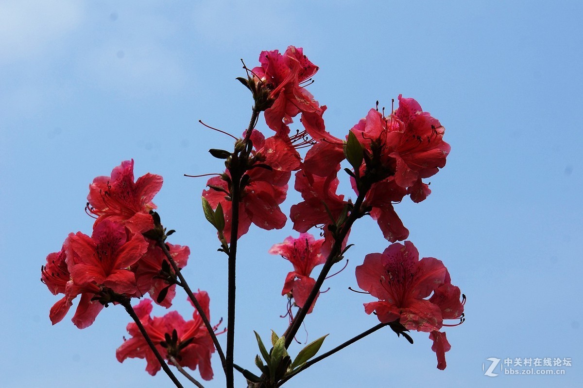 武汉木兰山天池杜鹃