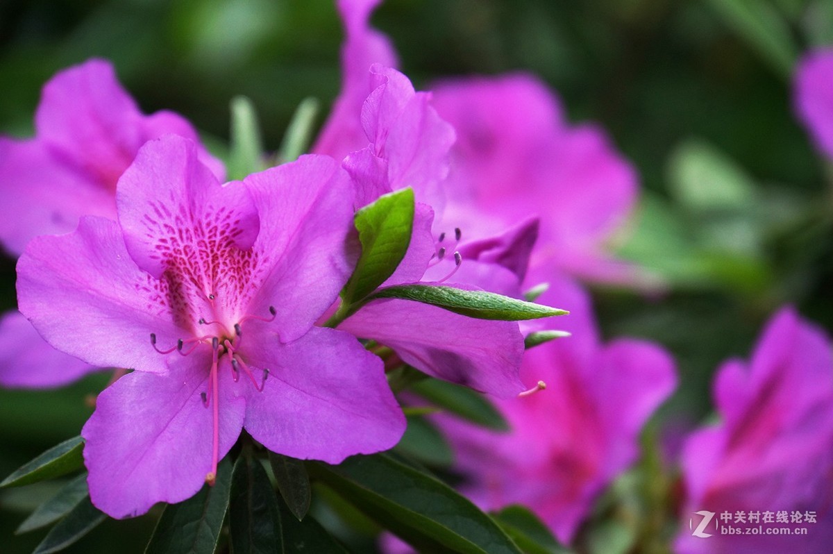 武汉木兰山天池杜鹃