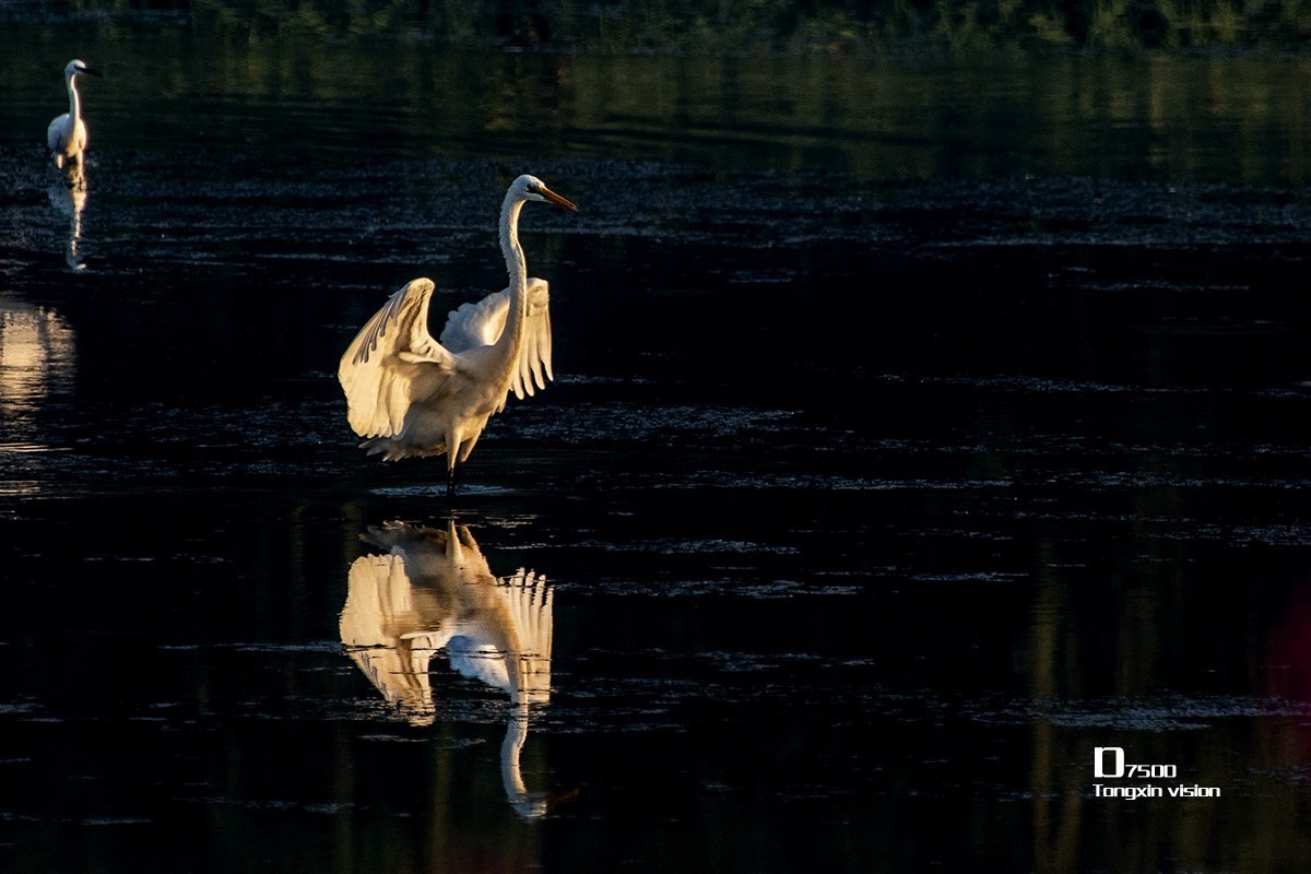 秋日白鹭（3）