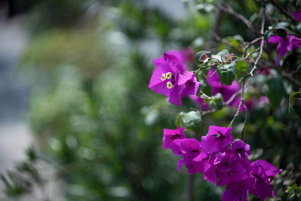 a7Rm4+Minolta AF 70-210mm F4,0 ( 三角梅 )