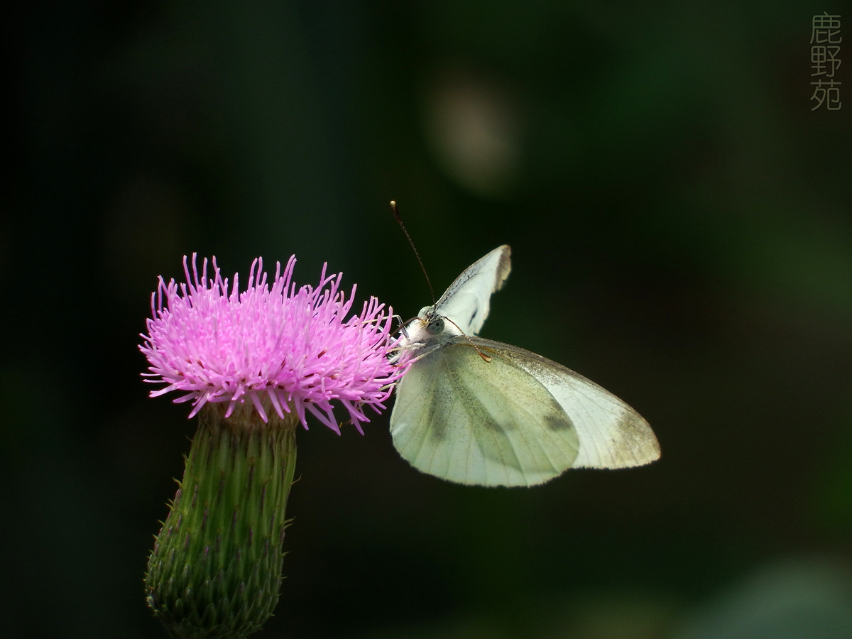 白蝴蝶一小红花