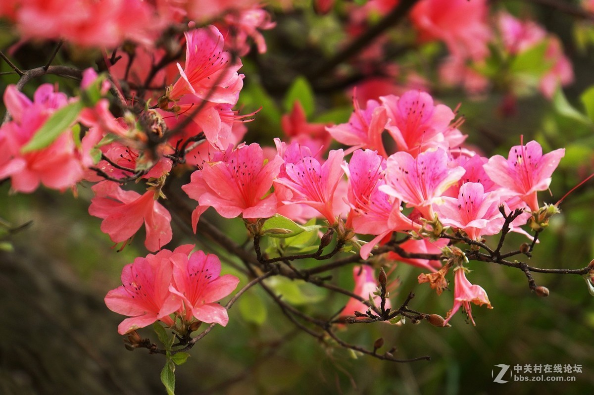 武汉木兰山天池杜鹃