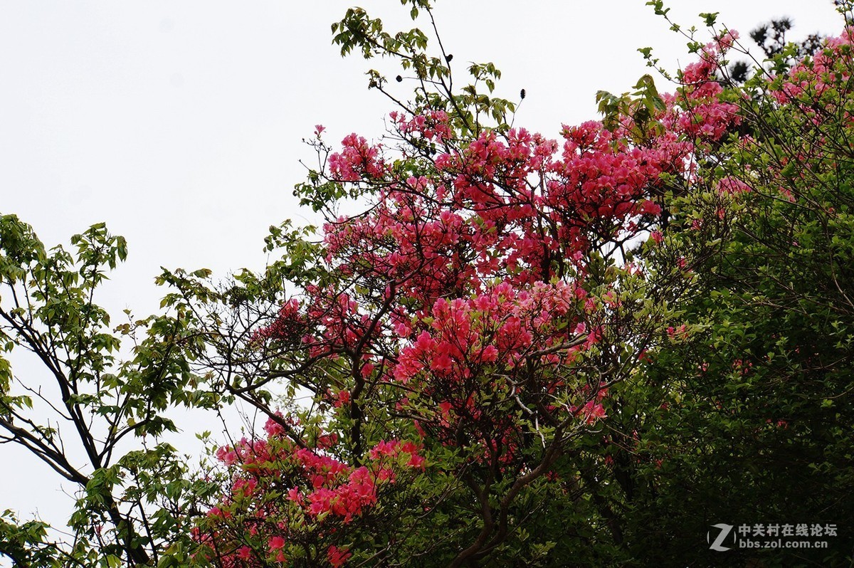 武汉木兰山天池杜鹃