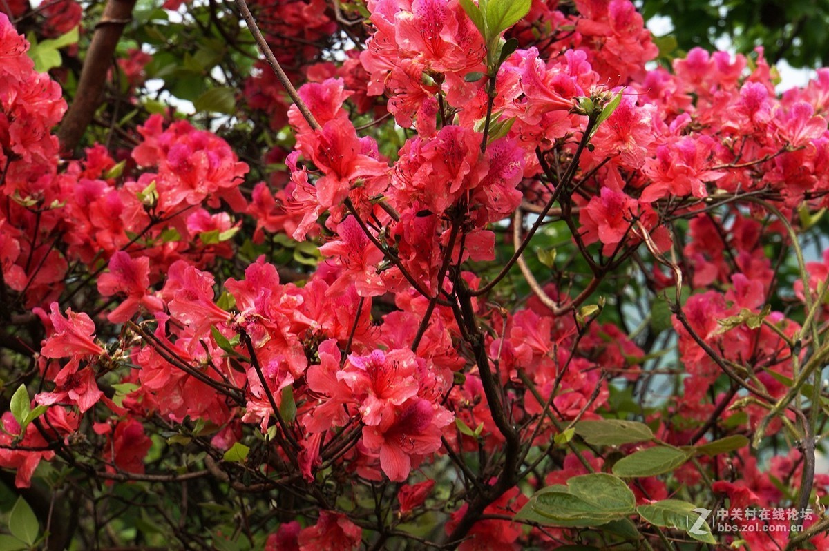 武汉木兰山天池杜鹃