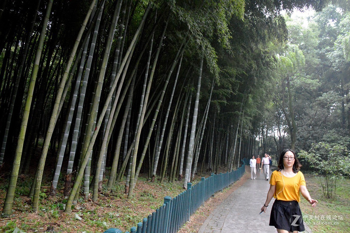 杭州植物园的“竹子”