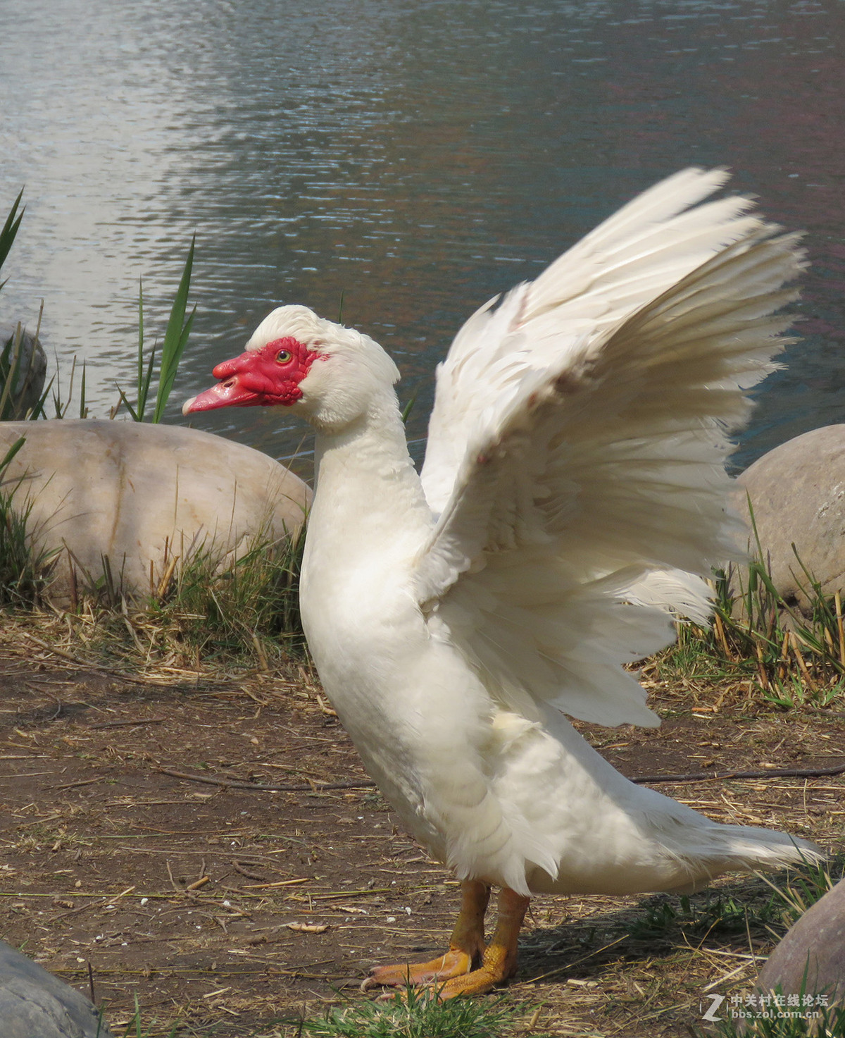 我也拍了几只屯鸟哈哈