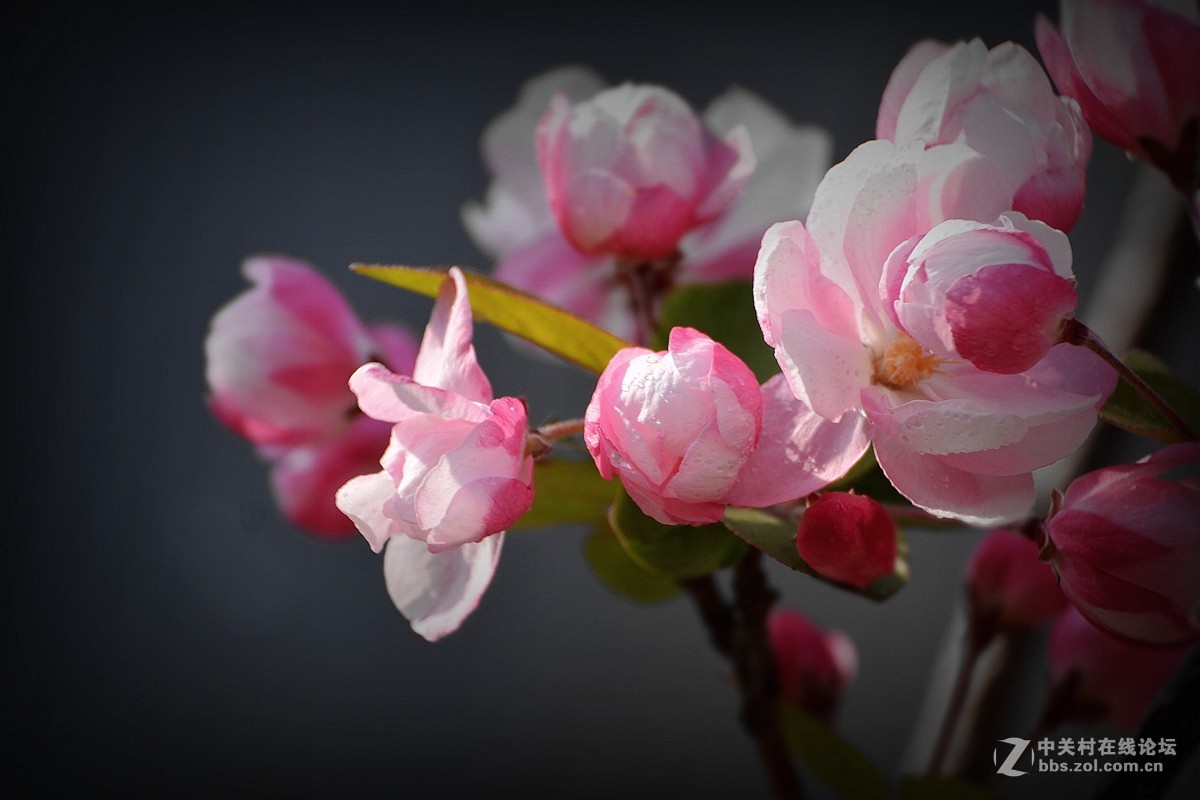 《海棠花》祝贺好友荣任索尼RX100 III星空(中国) 首版