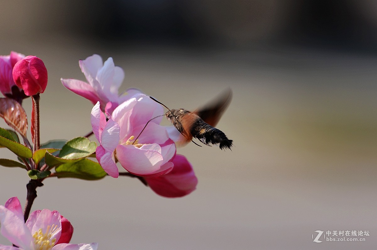 《海棠花》祝贺好友荣任索尼RX100 III星空(中国) 首版