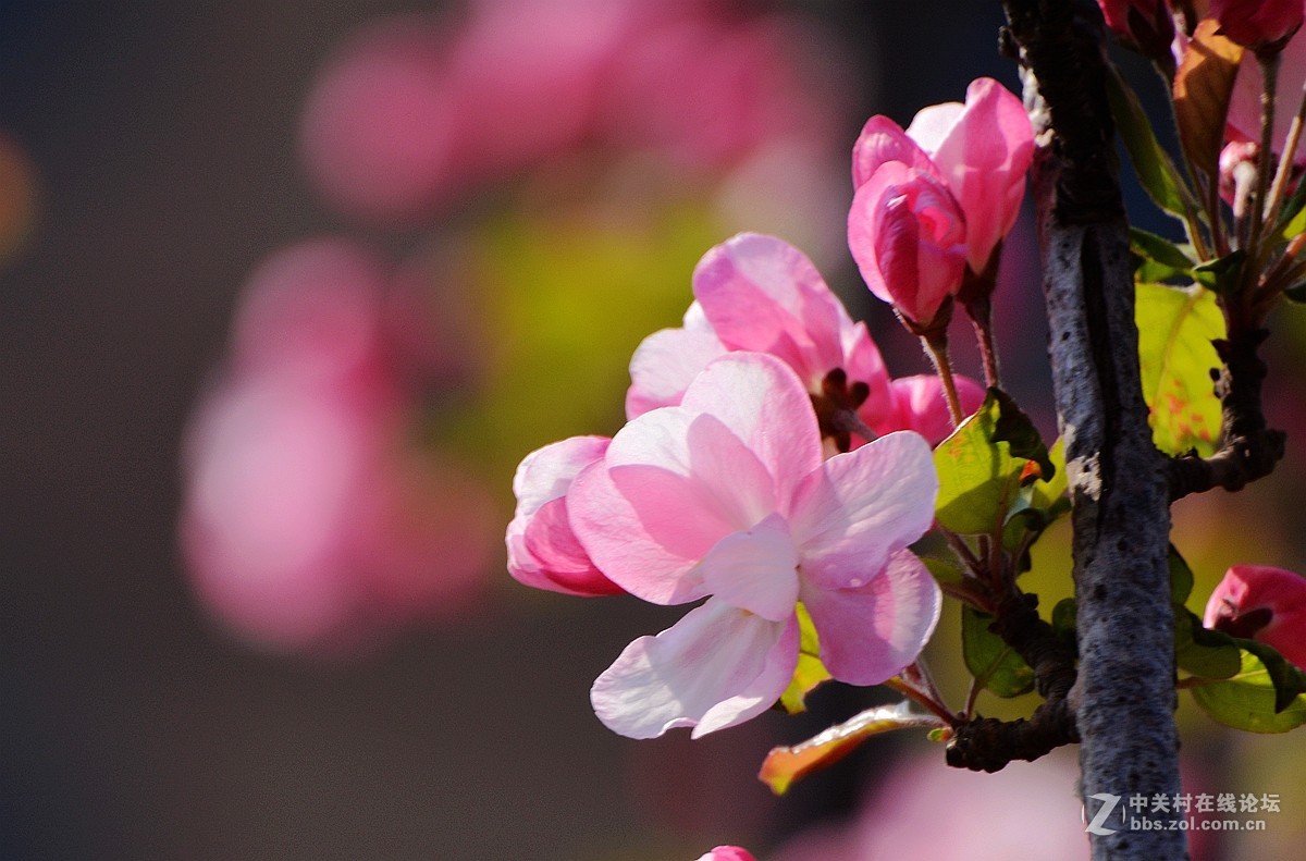 《海棠花》祝贺好友荣任索尼RX100 III星空(中国) 首版